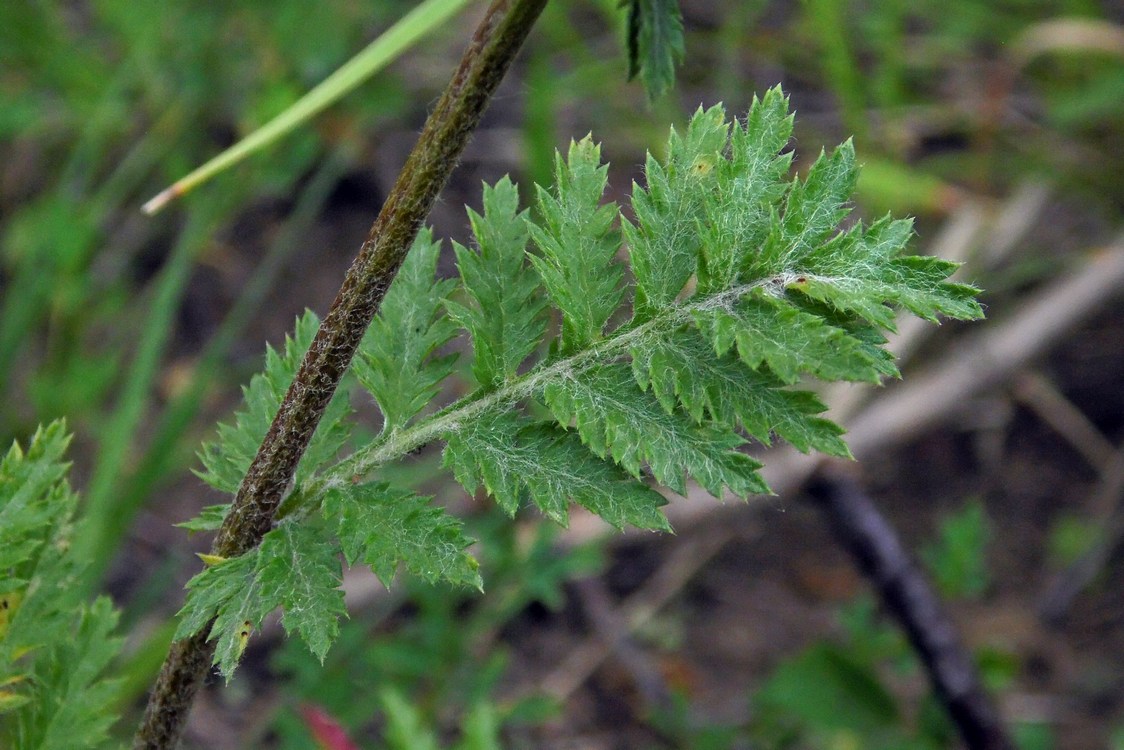 Image of Pyrethrum corymbosum specimen.