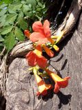 Campsis radicans