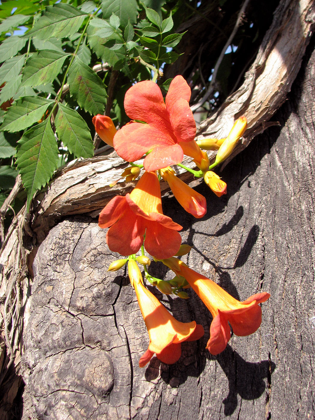 Изображение особи Campsis radicans.