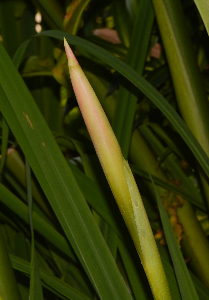 Image of Etlingera elatior specimen.