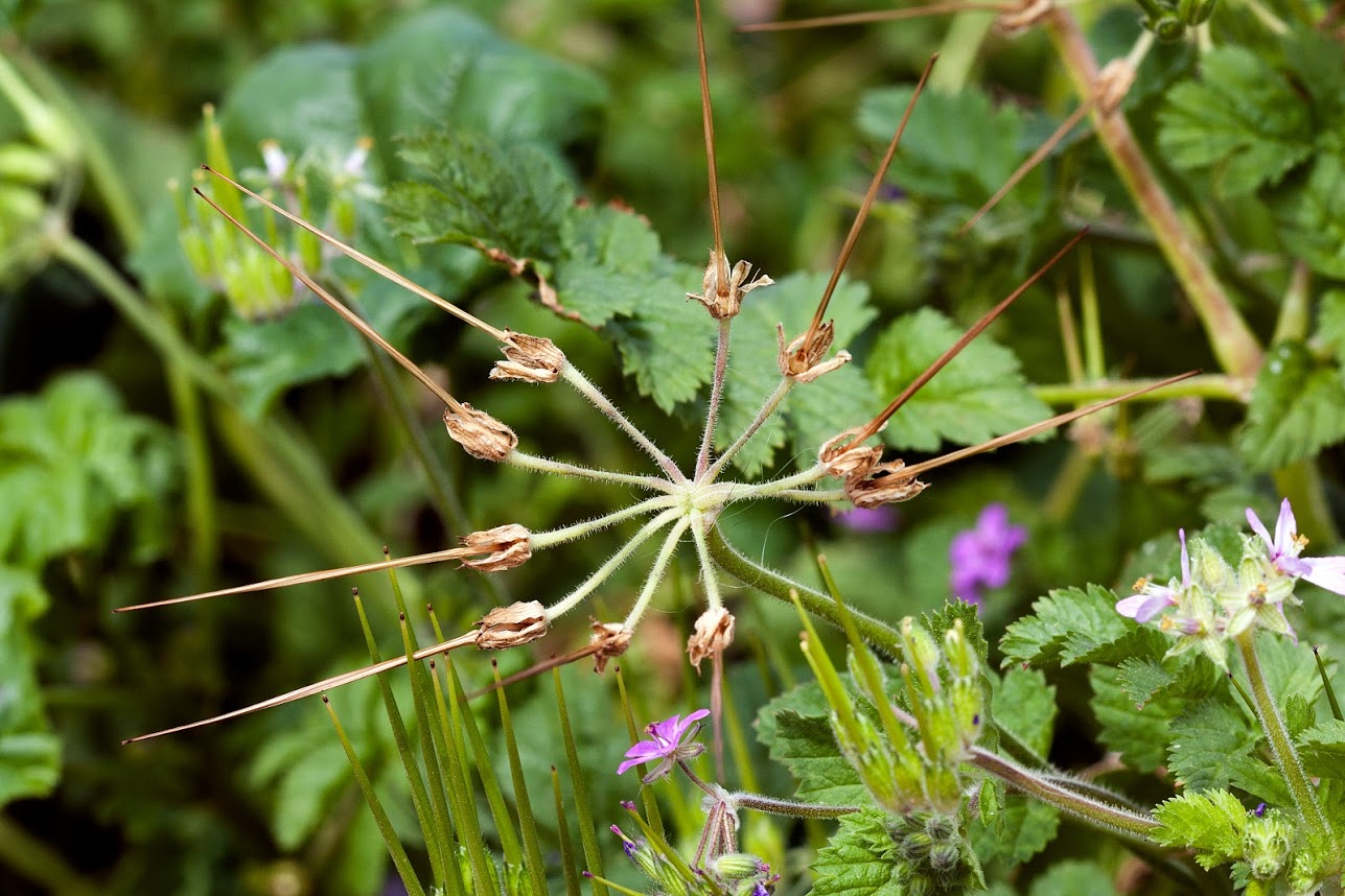 Изображение особи Erodium moschatum.