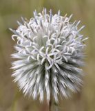 Echinops albidus