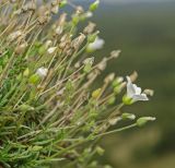 Minuartia helmii. Часть цветущего и плодоносящего растения. Башкортостан, Учалинский р-н, Ильчигуловский сельсовет, окр. дер. Мулдашево, хр. Нурали, скальник, ≈ 700 м н.у.м. 7 сентября 2018 г.