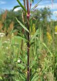 Silene tatarica