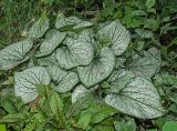 Brunnera macrophylla