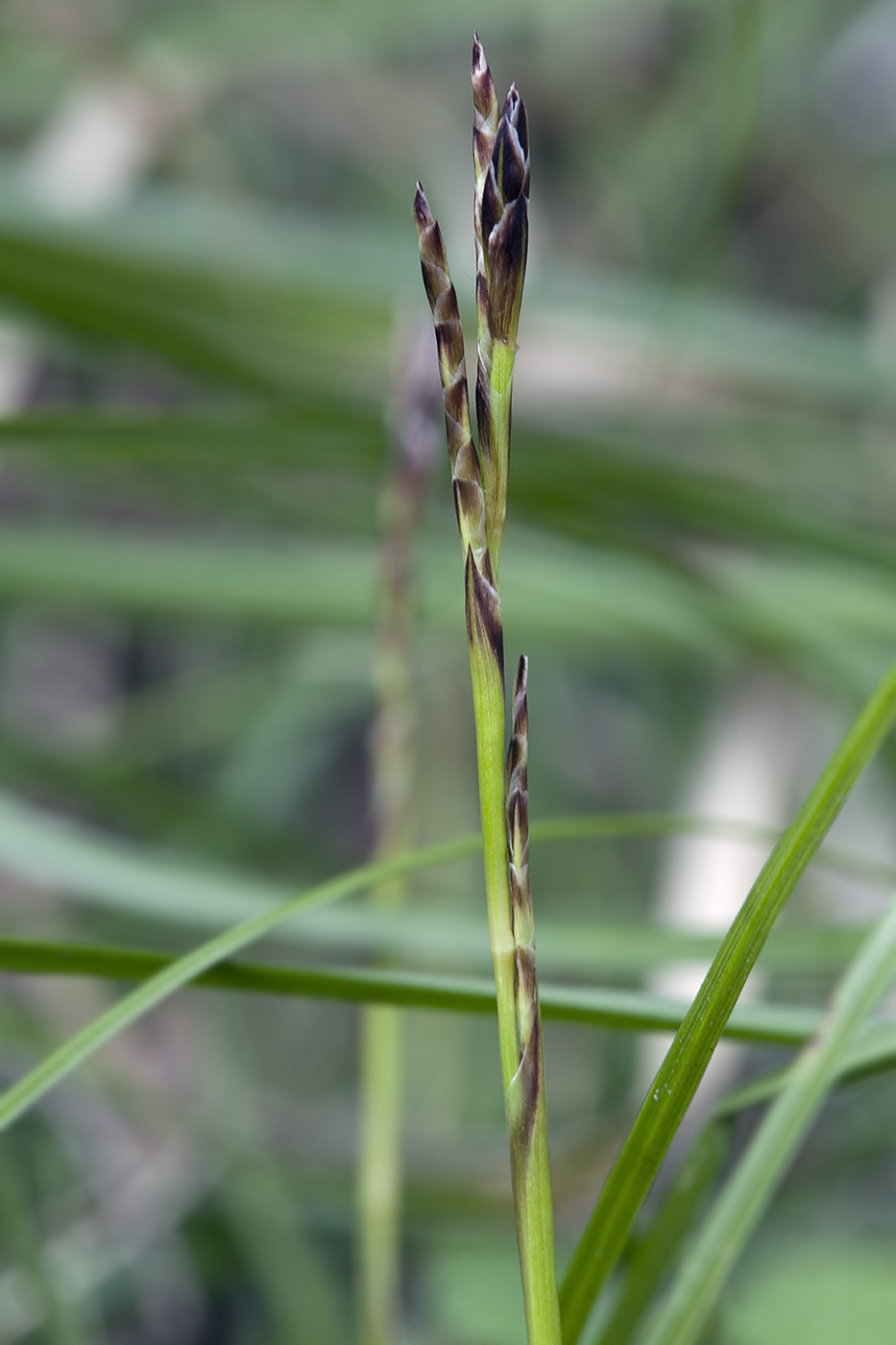 Изображение особи Carex digitata.