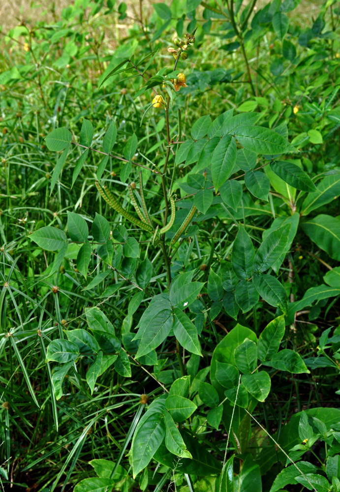 Изображение особи Senna occidentalis.