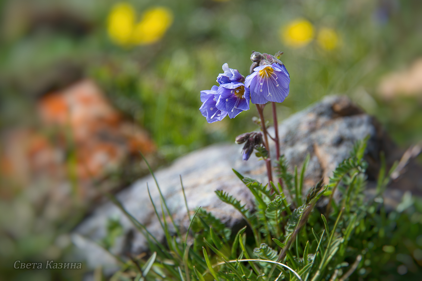 Изображение особи Polemonium boreale.