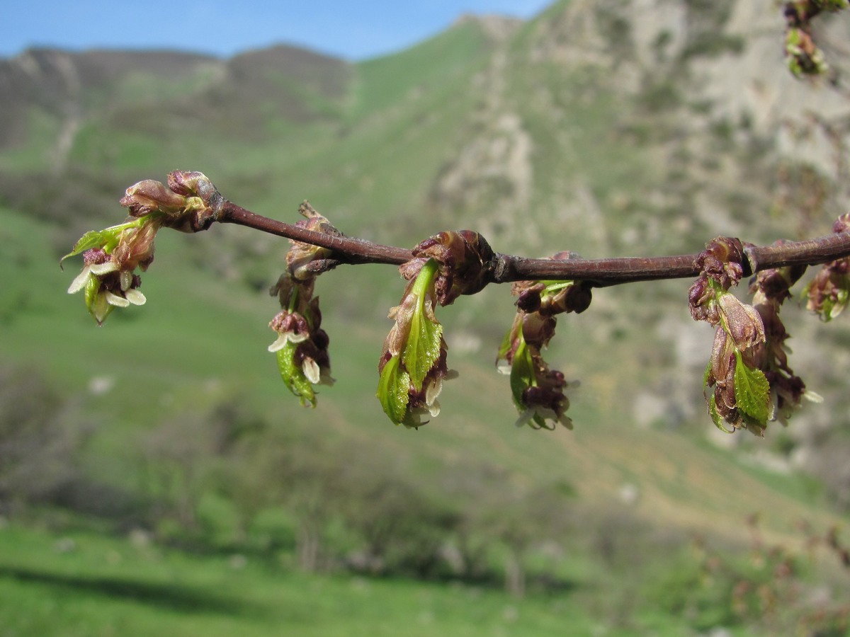 Изображение особи Celtis glabrata.