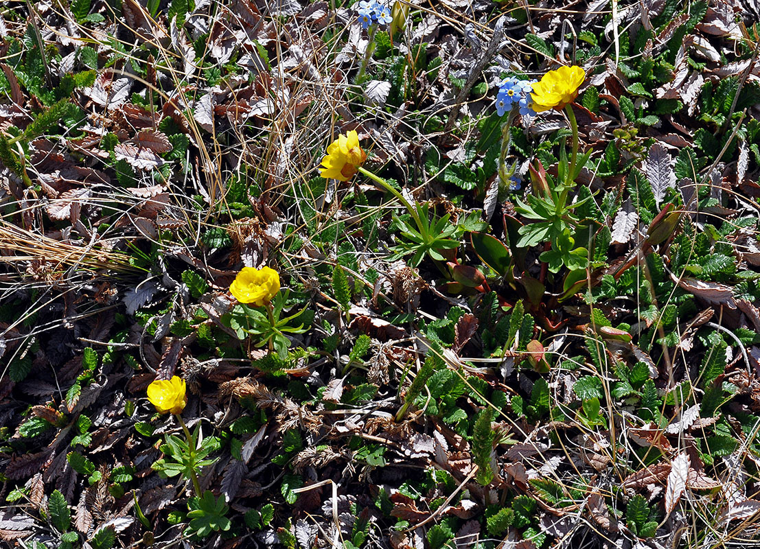 Изображение особи Ranunculus lasiocarpus.