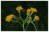 Crepis paludosa. Соцветия. Республика Татарстан, Агрызский р-н. 23.06.2010.