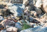 Festuca rubra