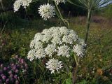 Heracleum dissectum. Часть от общего соцветия. Магаданская обл., окр. г. Магадан, разнотравная поляна у дороги. 04.08.2020.