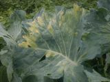 Brassica oleracea var. capitata