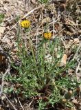 genus Taraxacum. Цветущее растение с кормящимся самцом осы Celonites sibiricus. Алтай, Кош-Агачский р-н, ур. Марс, степная балка. 17 июня 2022 г.