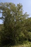 Betula pendula. Взрослое дерево. Республика Ингушетия, Джейрахский р-н, нижнее течение р. Гулойхи, высота 1160 м н.у.м., берег старицы. 20 июня 2022 г.