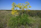 Ferula songarica