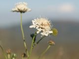 Scabiosa bipinnata