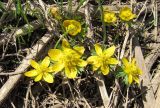 Eranthis longistipitata