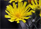 Hieracium umbellatum