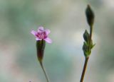 Saponaria griffithiana