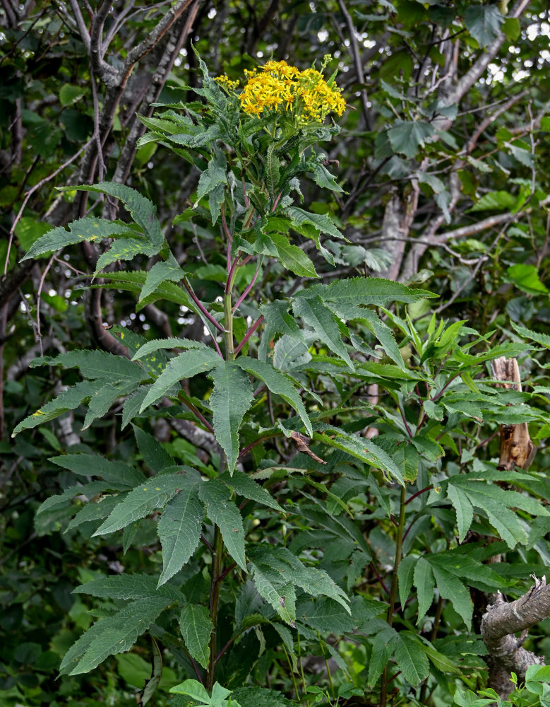 Изображение особи Senecio cannabifolius.