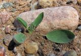 Anthyllis arenaria