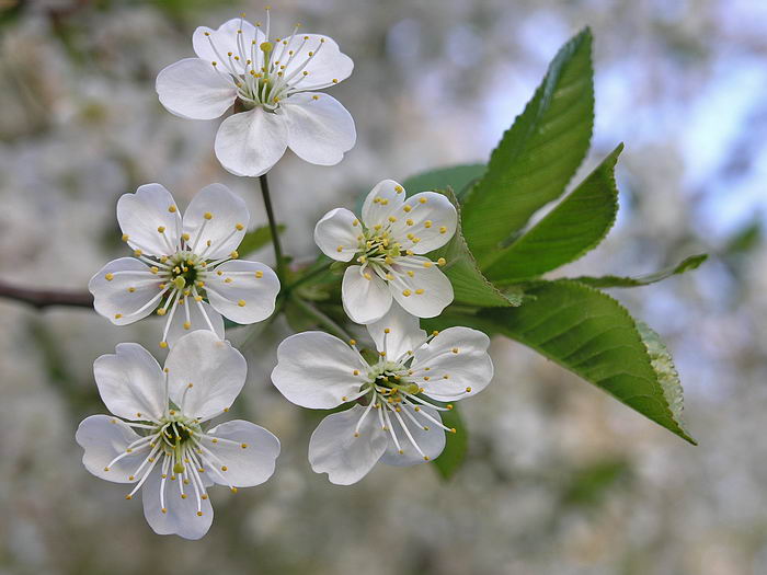 Изображение особи Cerasus vulgaris.