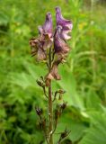 Aconitum bujbense. Верхняя часть побега с цветками и завязавшимися плодами. Красноярский край, Ермаковский р-н, парк \"Ергаки\", берег Ойского озера, субальпийский луг. 16.07.2008.