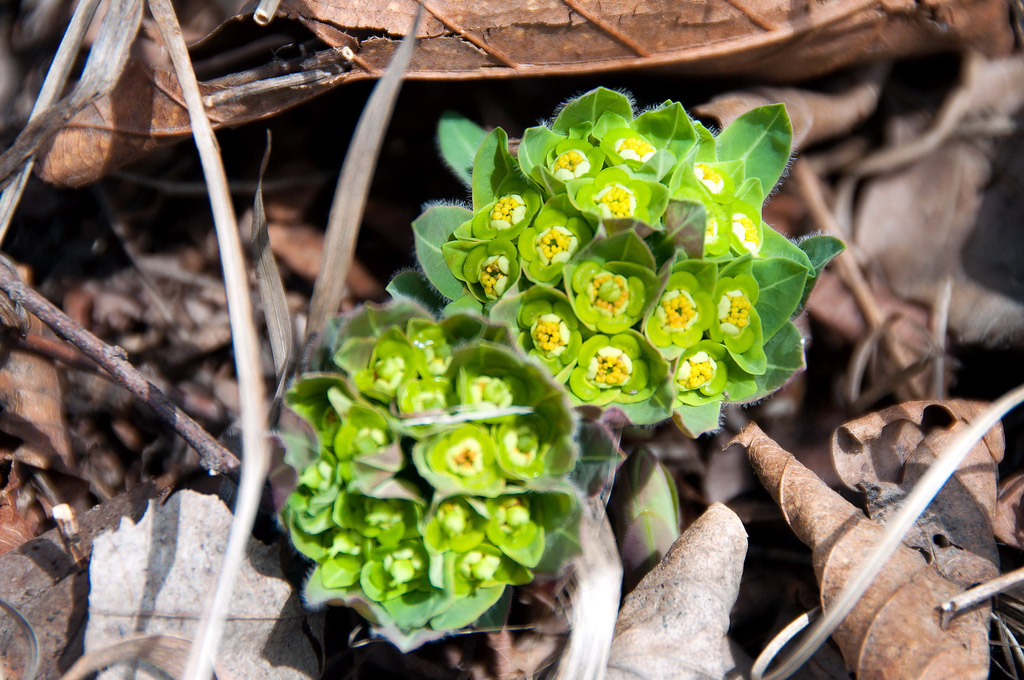 Изображение особи Euphorbia lucorum.