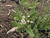 Capsella bursa-pastoris