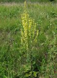 Verbascum lychnitis