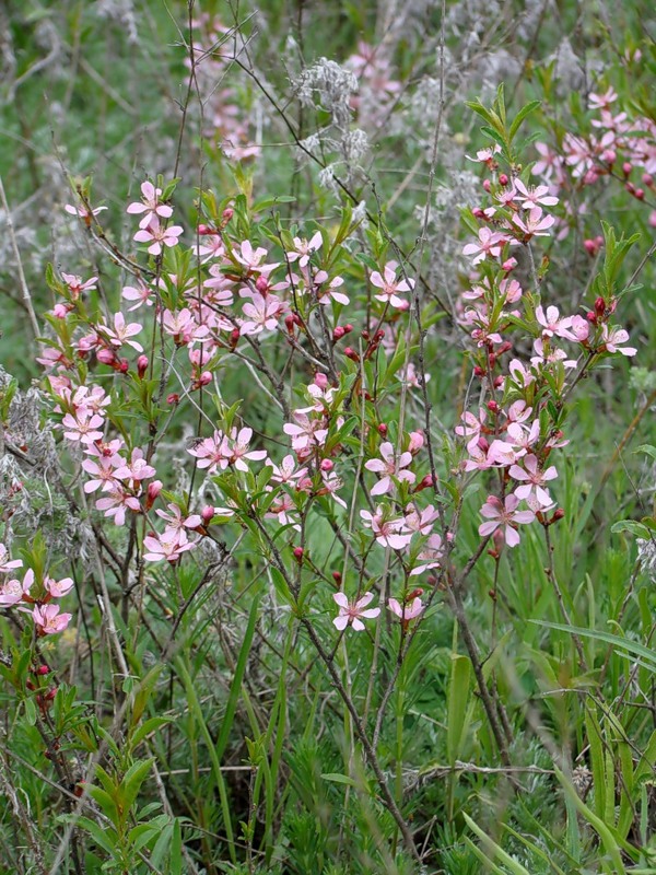 Изображение особи Amygdalus nana.