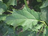 Datura stramonium