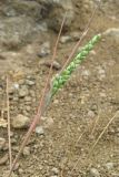 Brizochloa humilis. Верхушка расцветающего растения. Крым, Карадагский заповедник, Береговой хребет, степной склон. 6 мая 2013 г.