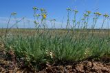 Tanacetum achilleifolium