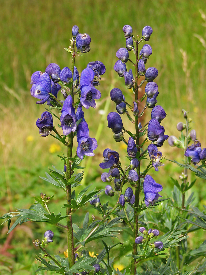 Image of Aconitum firmum specimen.