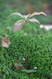 Trientalis europaea