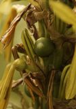 Asphodeline lutea