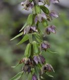 Epipactis helleborine ssp. degenii