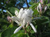 Lonicera nummulariifolia. Соцветие и листья. Южный Казахстан, Таласский Алатау, запов. Аксу-Джабаглы, ущ. Улькен-Каинды, 1850 м н.у.м. 17 июня 2012 г.