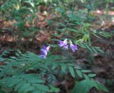 Vicia cassubica