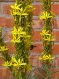 Asphodeline lutea