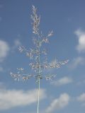 Calamagrostis phragmitoides. Соцветие. Ленинградская обл., Тосненский р-н, ст. Рябово, опушка леса. 30.06.2009.