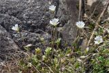 Cerastium alpinum