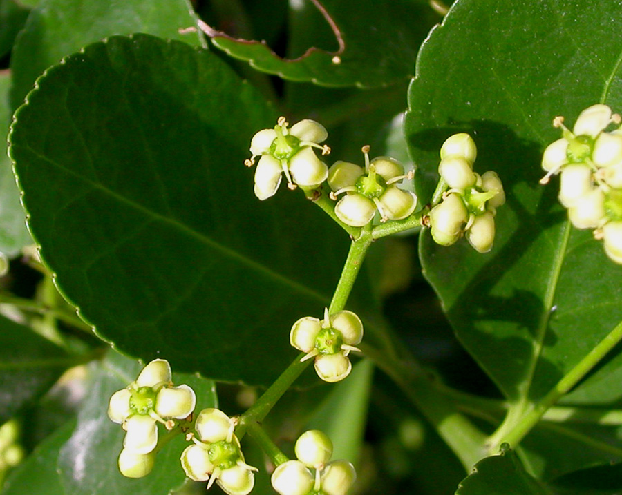 Изображение особи Euonymus japonicus.