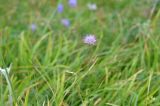 Allium kaschianum