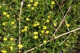 Ranunculus reptans