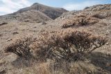 Astragalus arnacantha