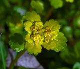 Chrysosplenium alternifolium